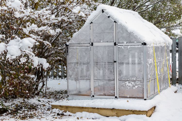 Das Gewächshaus im Winter nutzen: Was Sie jetzt noch anbauen können