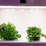 Growboxen – Indoor Gardening leicht gemacht