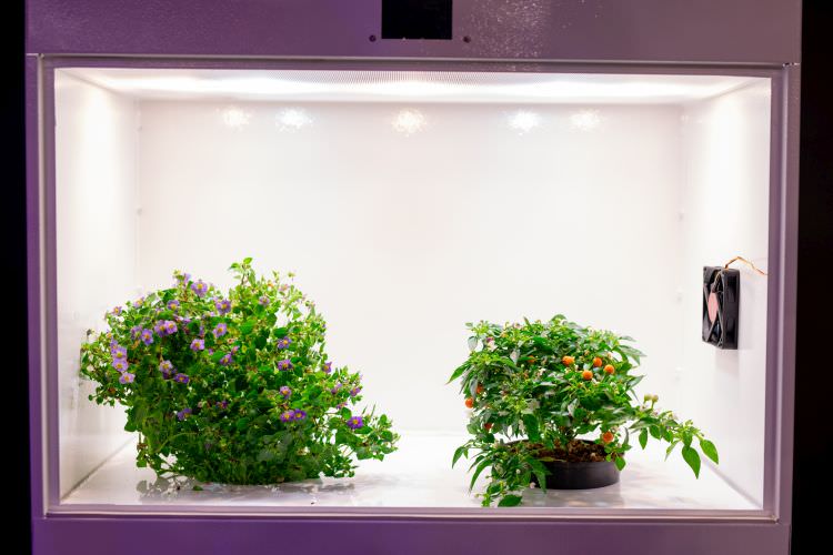 Growboxen – Indoor Gardening leicht gemacht