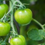 Grüne Tomaten: Wie Sie sie noch verwenden können