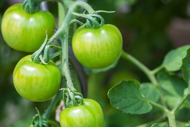 Grüne Tomaten