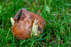 Herbstzeitlosezwiebel