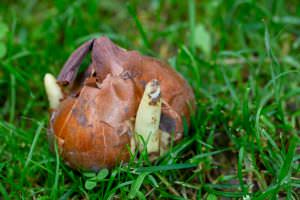 Herbstzeitlosezwiebel