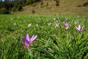 Herbstzeitlose im Rasen