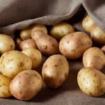 Kartoffeln im Herbst legen: frühe Ernte sichern