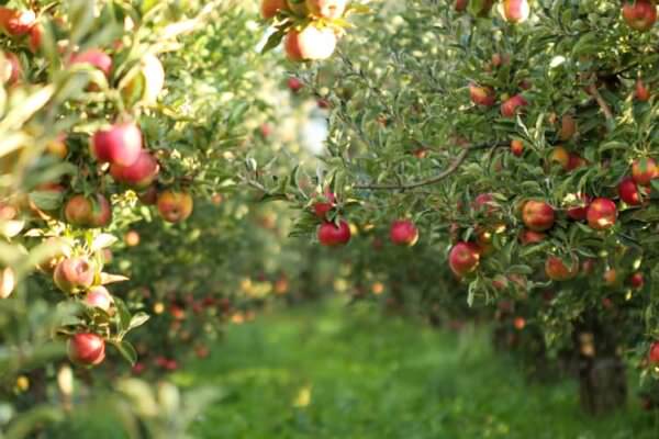 Obstbäume