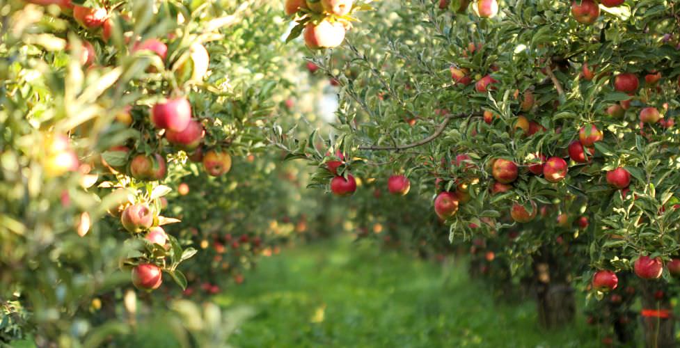 Obstbäume pflanzen: Sortenüberblick und Schritt-für-Schritt-Anleitung