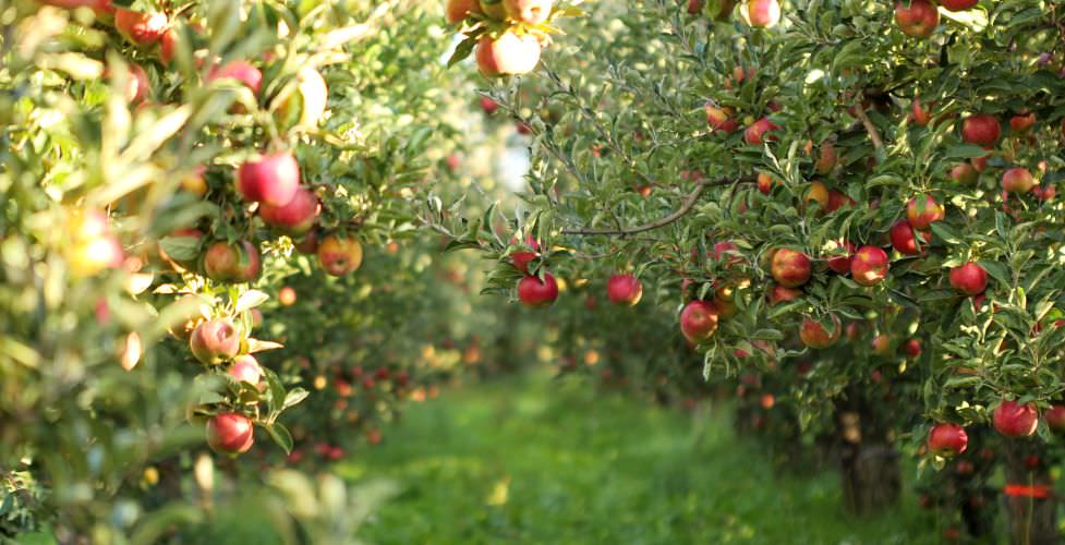 Obstbäume