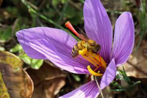 Biene an Safranblüte