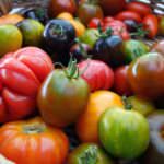 Resistent, ertragreich: Welche Tomatensorten sind eine gute Wahl?