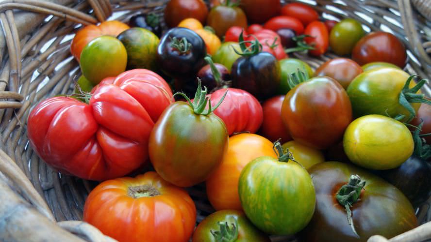 Resistent, ertragreich: Welche Tomatensorten sind eine gute Wahl?