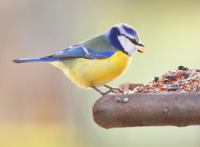 Vögel füttern – aber richtig