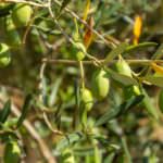 Olivenbäumchen – mediterranes Feeling mit eigener Olivenernte
