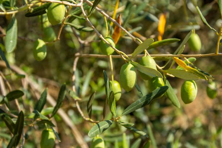 Olivenbäumchen – mediterranes Feeling mit eigener Olivenernte