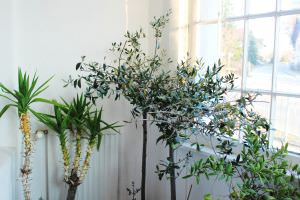 Olivenbaum Überwinterung