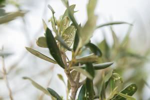 Blattlausbefall Olivenbaum
