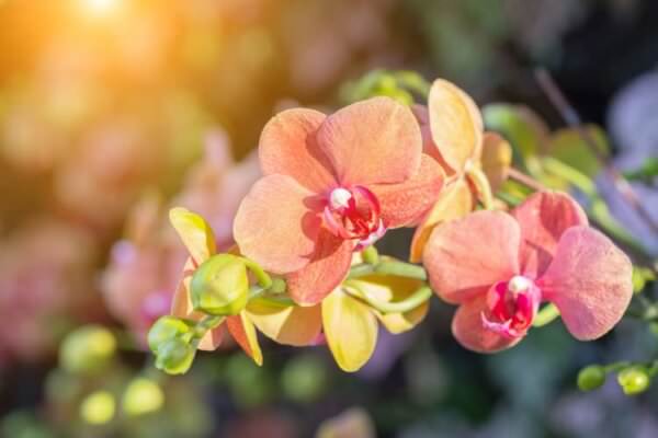 Orchideen