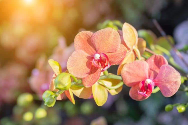 Hydrokultur – Orchideen ohne Erde halten