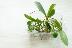 Orchidee in Schale