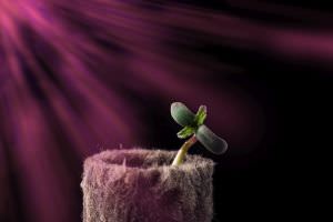 Jungpflanze im Grow-Licht