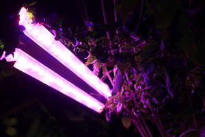 Pflanze im LED-Licht