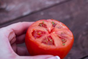 Keimung von Samen in Tomate