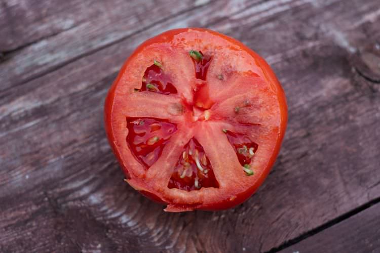Viviparie bei Pflanzen: Keime in der Frucht