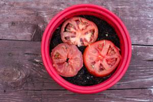 Tomaten mit Viviparie pflanzen