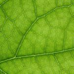 Blattdüngung – Pflanzen über die Blätter versorgen