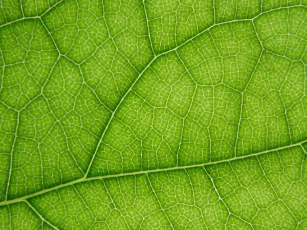 Blattdüngung – Pflanzen über die Blätter versorgen