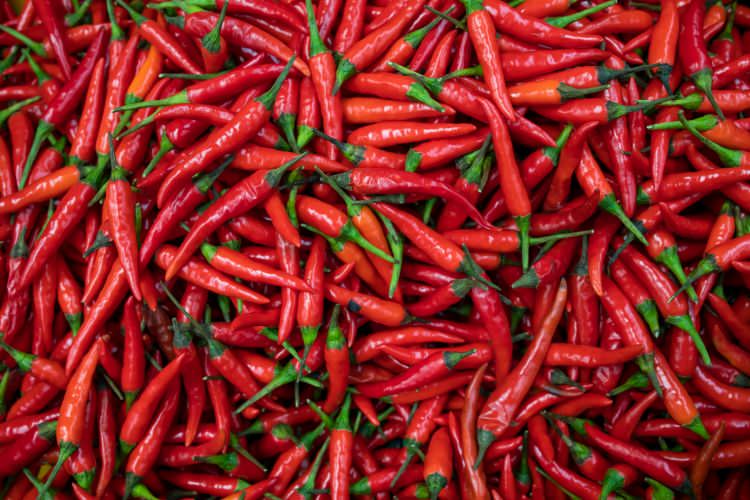 Chili, Chilli, Chile oder gar Chilies – Was ist Was und was ist richtig!
