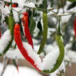 Chilis überwintern: Was Sie beachten müssen