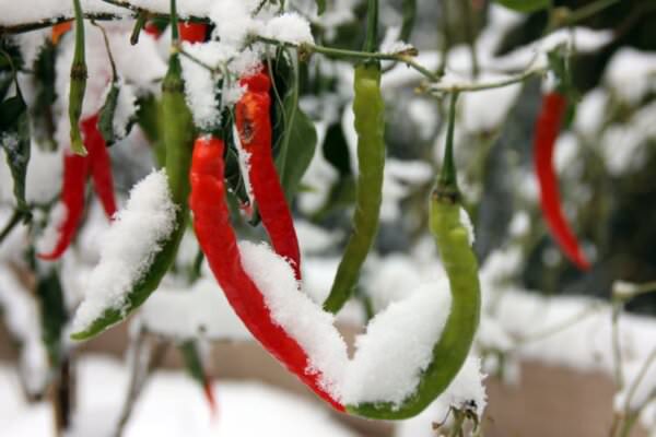 Chilis im Schnee