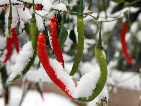 Chilis im Schnee