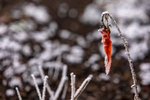 Chilischote bei Frost