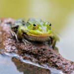 Kleine Wasserfrosch