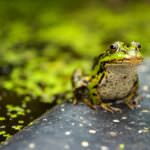 Was quakt denn da – die 7 heimischen Froscharten