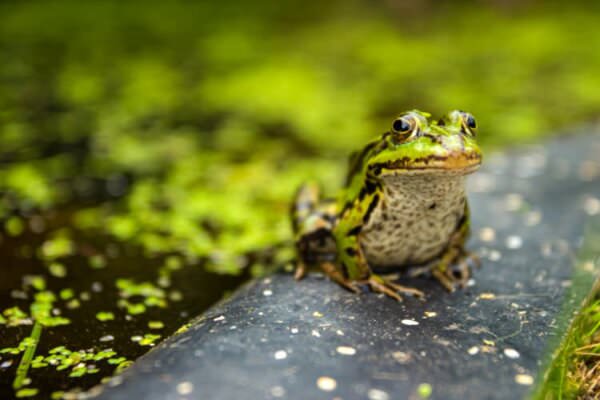 Frosch