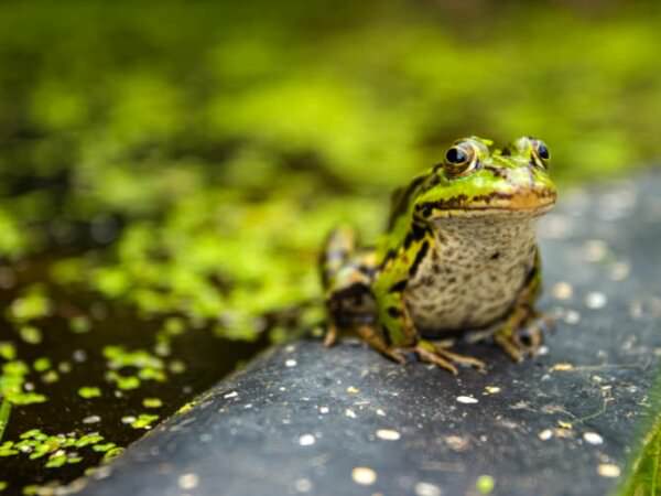 Frosch