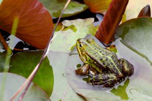 Frosch im Teich