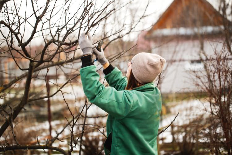 Gartenarbeit Verschnitt