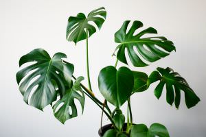 Monstera