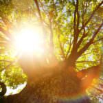 Laubbaum für den Garten: Was sich eignet und was Sie beachten sollten