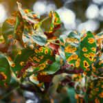 Rostpilze – Hilfe, meine Blätter haben rote Pusteln