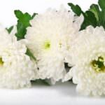 weiße Chrysanthemen