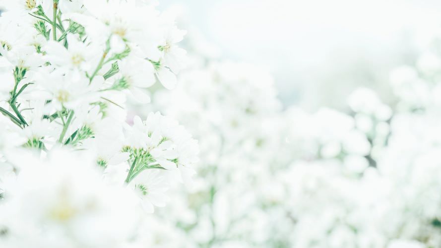 Weiße Blumen