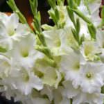 weiße Gladiolen