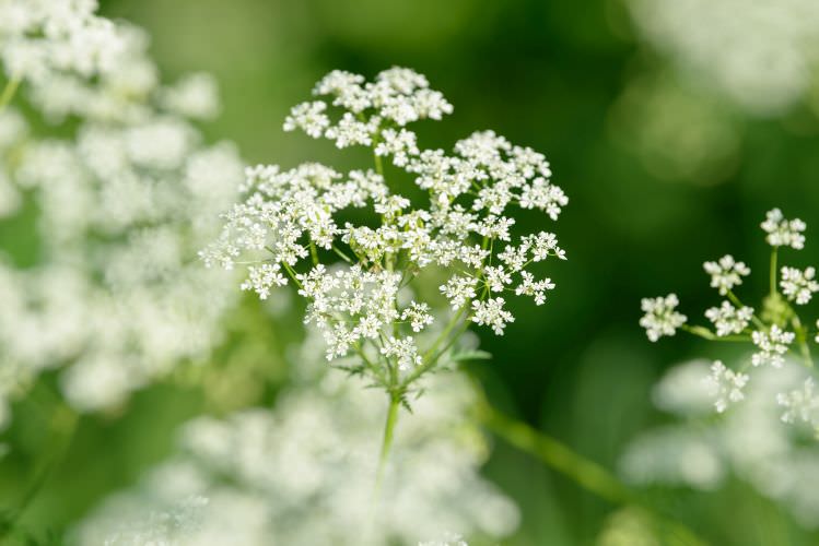 Anis – das vergessene Heilkraut