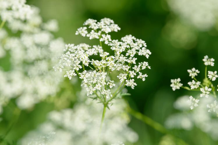 Anis – das vergessene Heilkraut