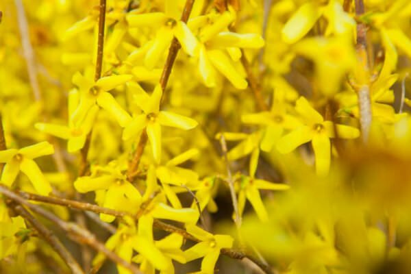 Forsythien